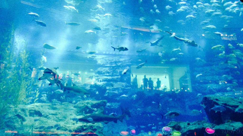 Groots aquarium in Dubai met diverse vissen – ideaal voor halal gezinnen.
